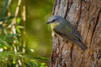Lejscik zluty - Eopsaltria australis - Eastern Yellow Robin 4078